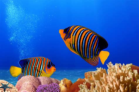 fotografías del fondo marino peces de colores arrecifes y ...