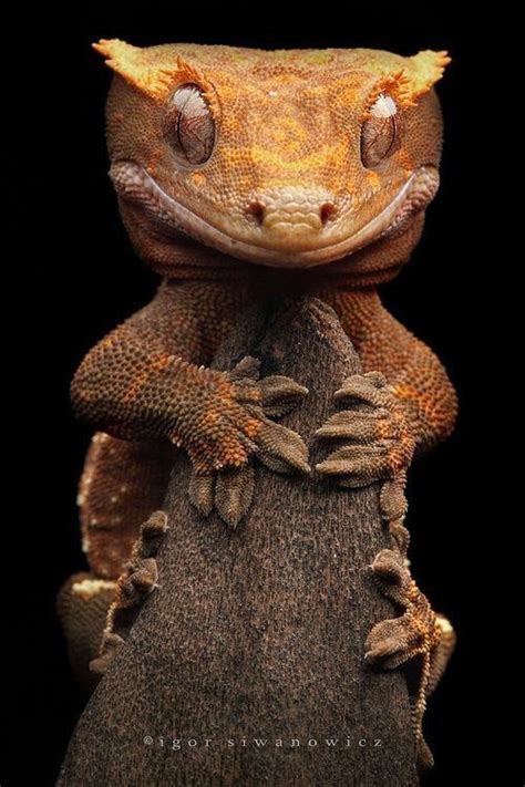 Fotografie | Lizard, Crested gecko, Weird animals