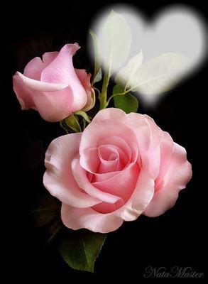Fotomontagem 2 rosas lindas   Pixiz