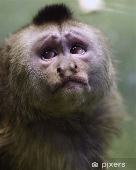 Fotomural Llorando mono capuchino • Pixers   Vivimos para ...