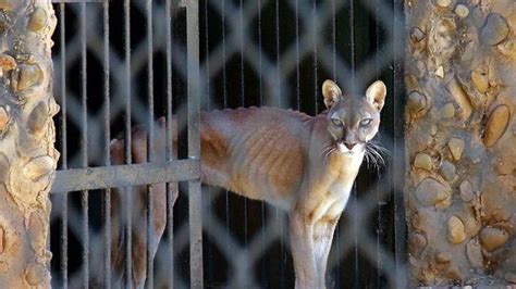Fotos | Animales de los zoológicos de Venezuela mueren de ...