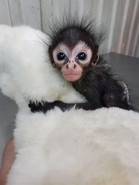 [FOTOS] Autoridades ambientales rescatan a un bebé mono ...