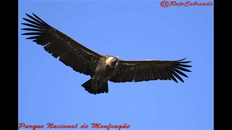 fotos  Buitres en vuelo. Parque Nacional de Monfragüe ...