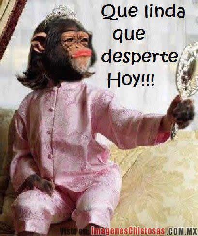 fotos chistosas de monos   Google Search | Fotos de monos ...