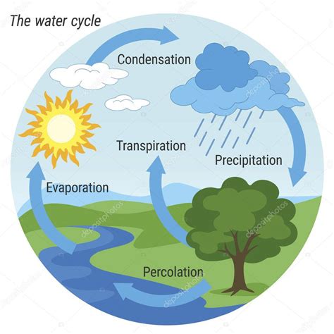 Fotos: ciclo del agua | Ciclo del agua color — Vector de ...