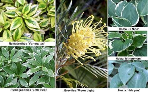 Fotos de 22 plantas ornamentales de Viveros Murcia con sus ...