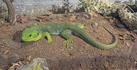 Fotos de anfibios y reptiles para imprimir   Imagui