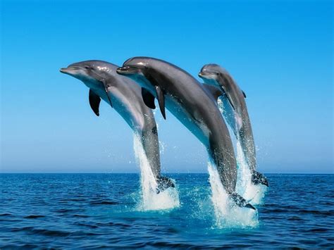 FOTOS DE ANIMALES MARINOS 【 Imágenes de animales marinos