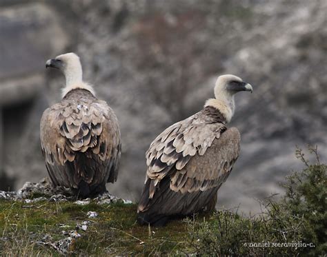 Fotos de aves by Loro: Buitre Leonado  Gyps fulvus