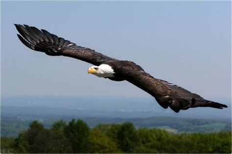 Fotos de aves en vuelo, respirando libertad