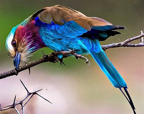 Fotos De Aves Hermosas / Hermosas aves!!!!!!!!!!   Imágenes   Taringa!