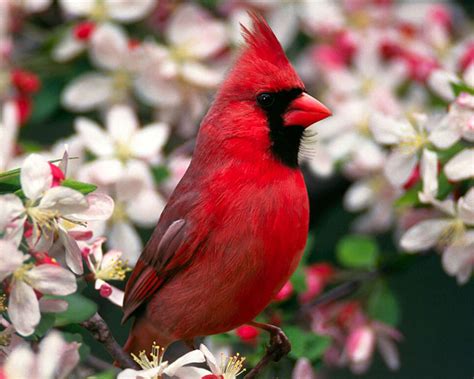 Fotos de aves Taringa!