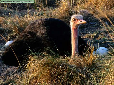 Fotos de avestruces