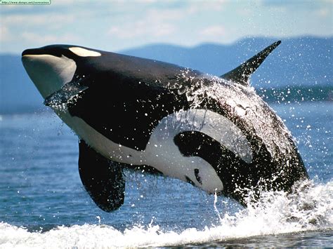 Fotos de ballenas y orcas  II
