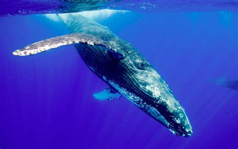 Fotos de ballenas yubarta :: Imágenes y fotos