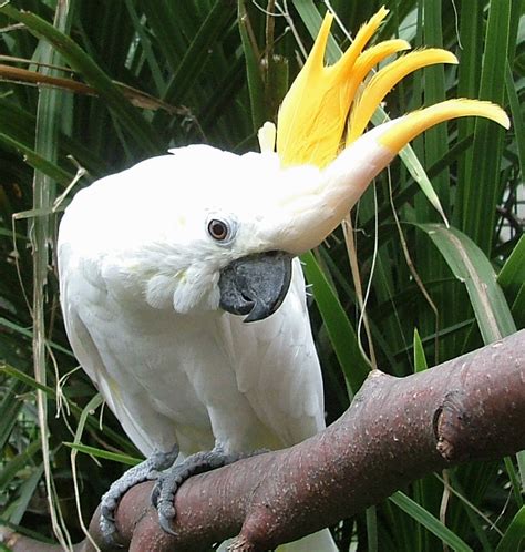 Fotos de Cacatúa De Moño Amarillo   Aves   webanimales.com