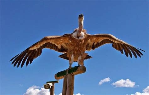 Fotos de diferentes aves sobrevolando en campo | Animals ...