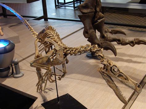 fotos de dinosaurios dinosaurios carnivoros velociraptor ...