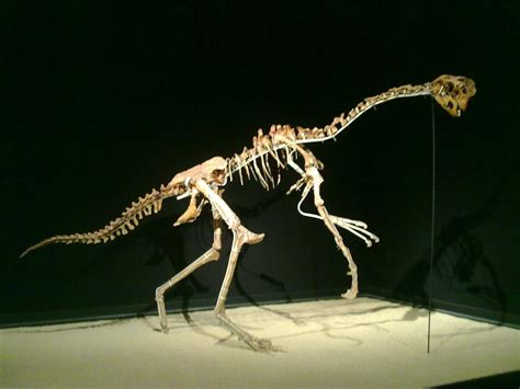 fotos de dinosaurios dinosaurios herbívoros gallimimus esqueleto ...