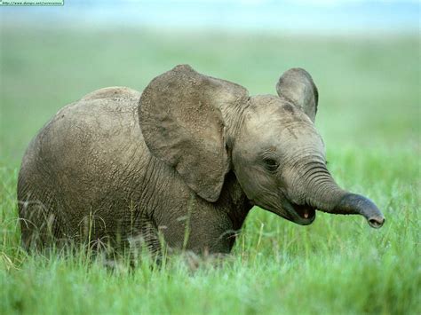 Fotos de elefantes  I