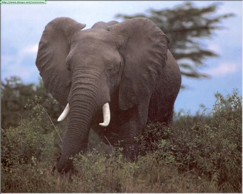 Fotos de elefantes  I