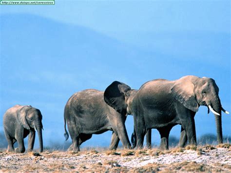 Fotos de elefantes  II