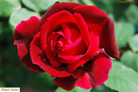 Fotos de flores: Rosas: Rojas, rosado, bicolor, amarillas y blancas