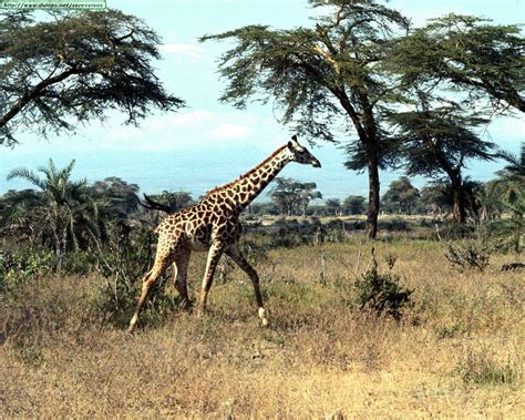 Fotos de jirafas