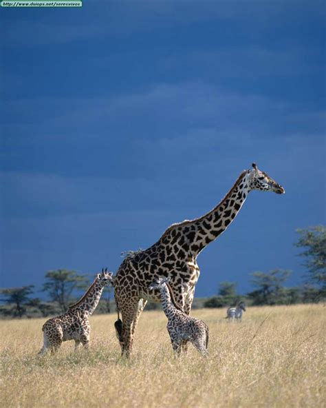 Fotos de jirafas