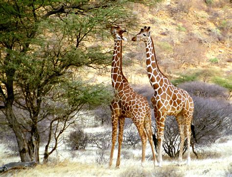 Fotos de jirafas para imprimir | Manualidades para niños ...