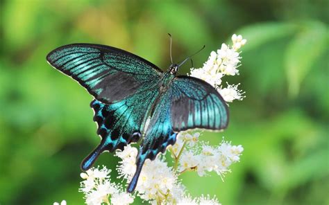 Fotos de Mariposas, Imágenes de Mariposas de colores Gratis