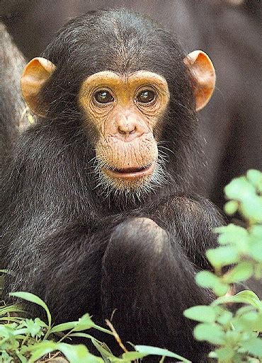 Fotos de Monos Chimpancé