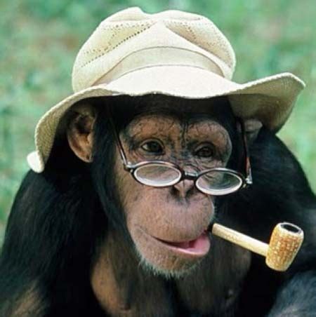 Fotos de monos chistosos para descargar
