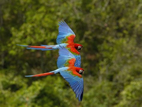 Fotos de pájaros exóticos