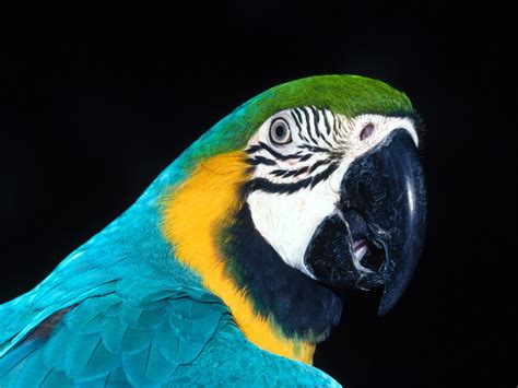 Fotos de pájaros exóticos