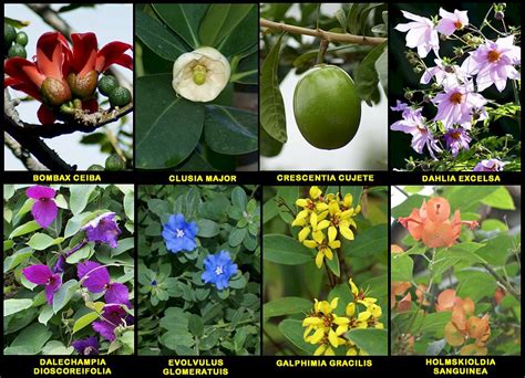 Fotos de plantas raras o poco vistas fotografiadas en ...