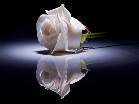 Fotos de Rosas Blancas. Bellas Imágenes de Rosas Blancas