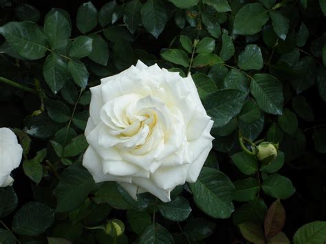 Fotos de rosas | Florpedia.com