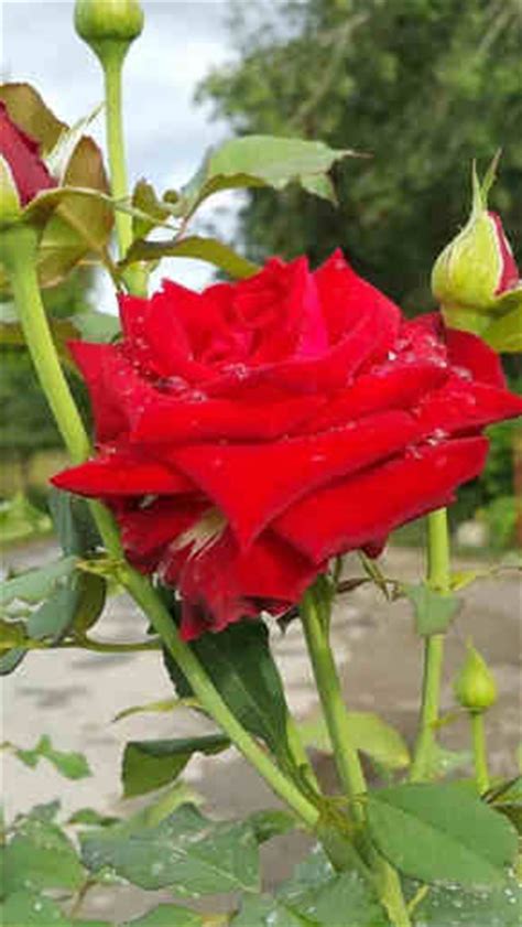 Fotos de Rosas Rojas Hermosas   Imagenes