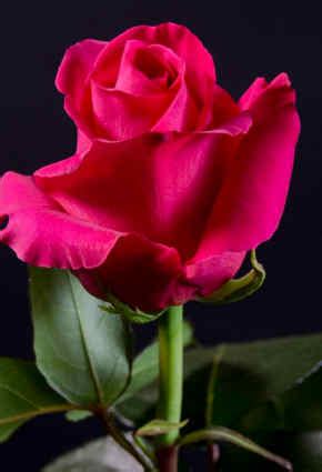 Fotos de Rosas Rojas Hermosas   Imagenes