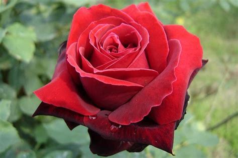 Fotos de rosas rojas hermosas   Imagui