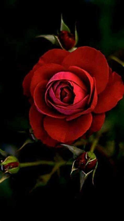 Fotos De Rosas Rojas Hermosas : Pin De Natii D En Flowers Rosas Bonitas ...