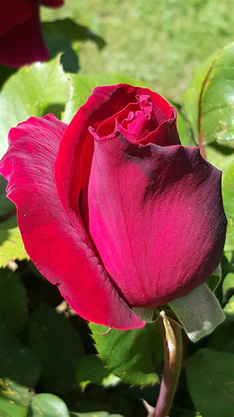 Fotos De Rosas Rojas Hermosas : Pin De Natii D En Flowers Rosas Bonitas ...