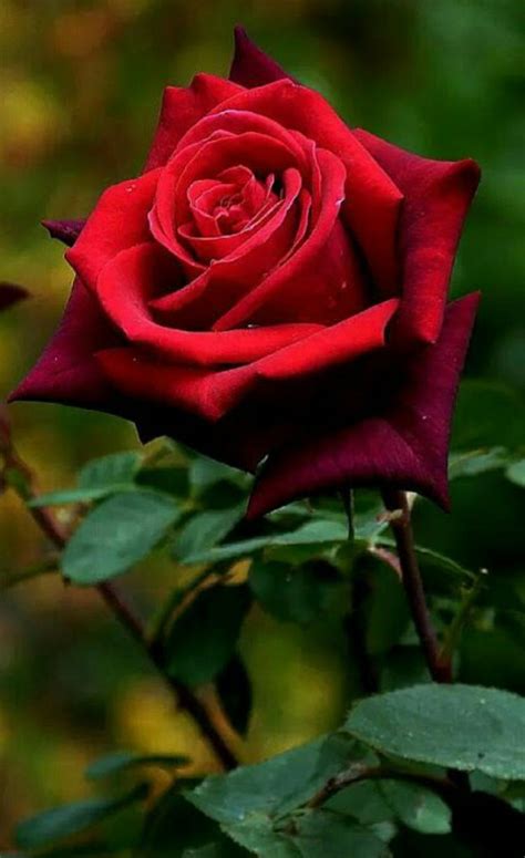 Fotos De Rosas Rojas Hermosas : Pin De Natii D En Flowers Rosas Bonitas ...