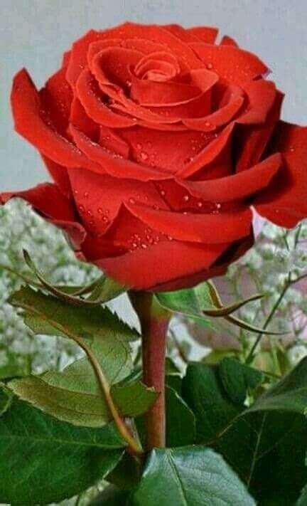 Fotos De Rosas Rojas Hermosas / tan solo amor mi rosa  con imágenes ...