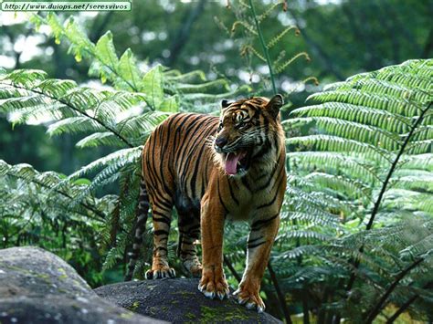 Fotos de tigres  I