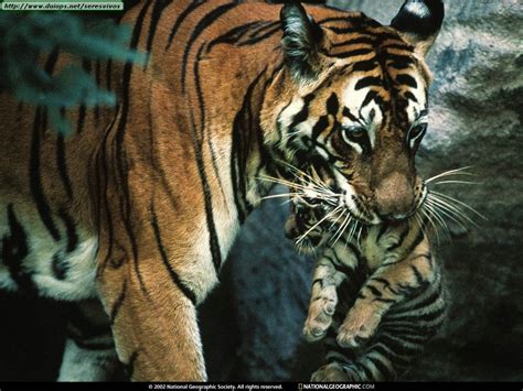 Fotos de tigres  I