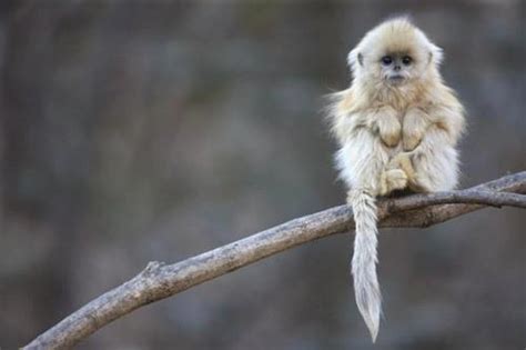 Fotos de todos los bebés del reino animal: Adorable ...