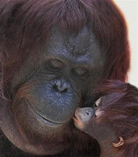 Fotos de todos los bebés del reino animal: Changuito dando ...