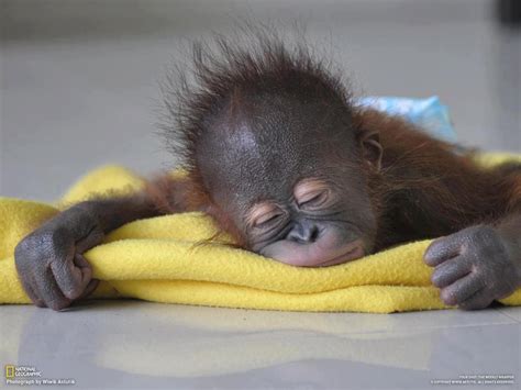 Fotos de todos los bebés del reino animal: Orangután bebé ...